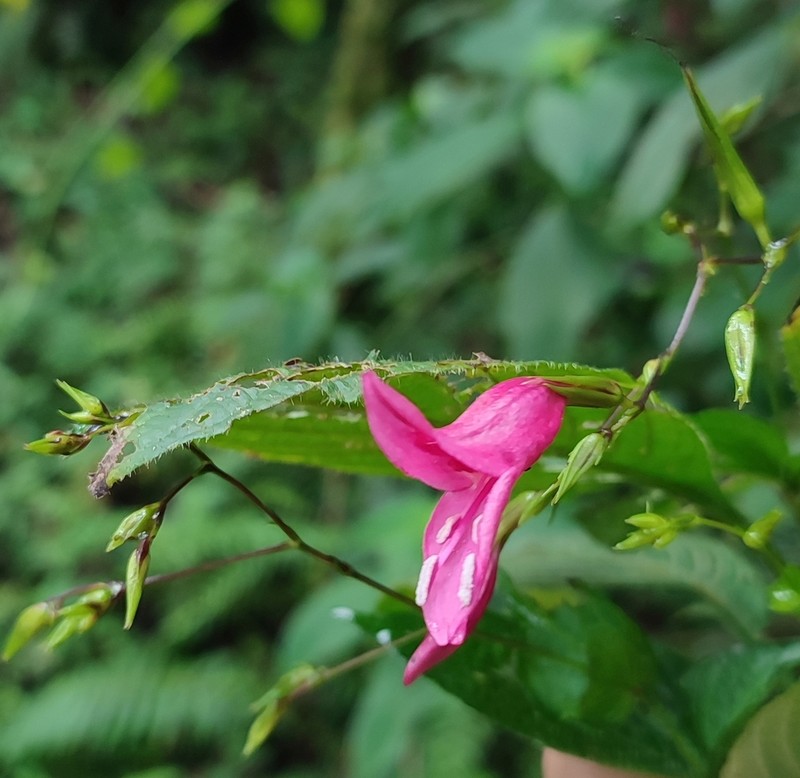 Isoglossa humbertii