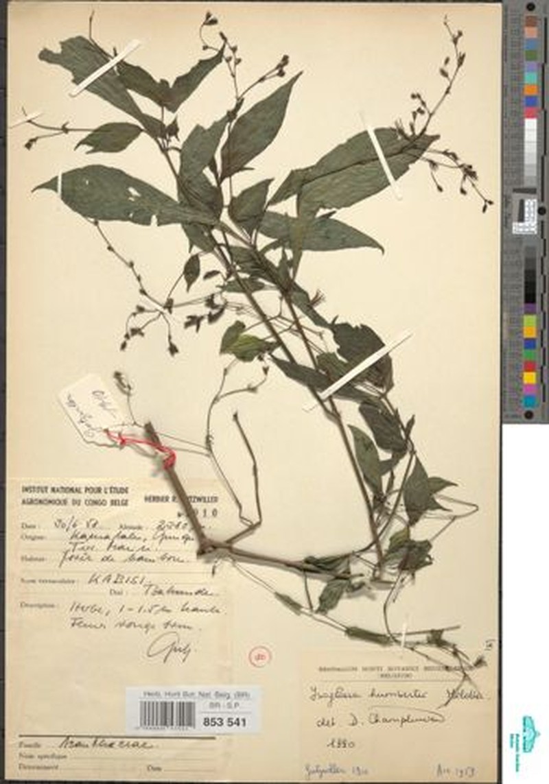 Isoglossa humbertii photo 3