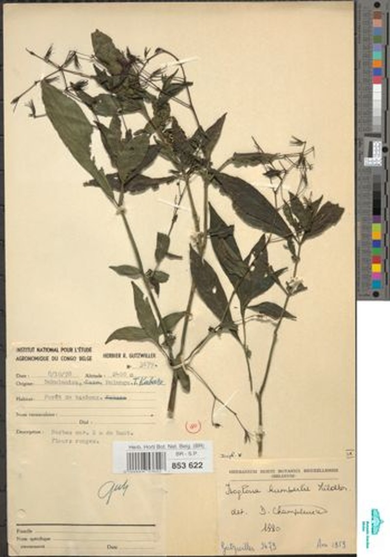 Isoglossa humbertii photo 4
