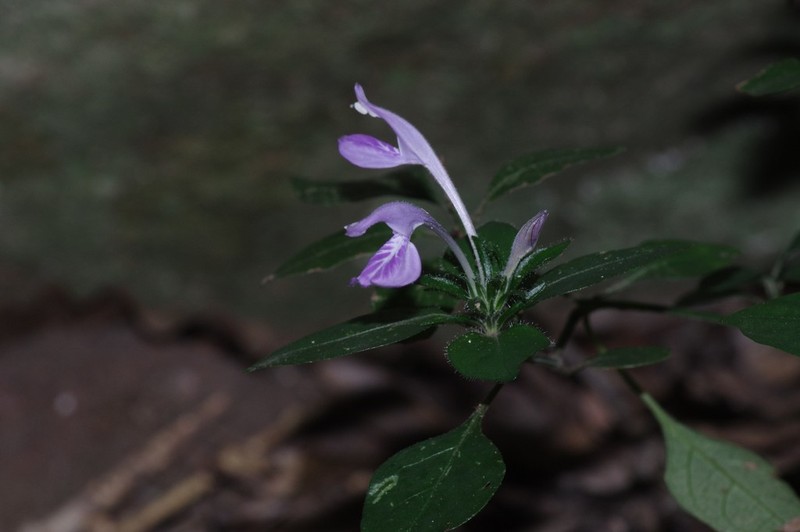 Isoglossa hypoestiflora