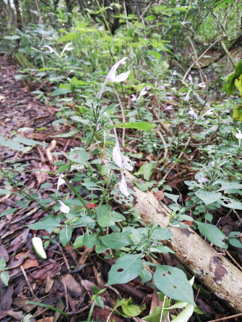 Isoglossa hypoestiflora photo 2