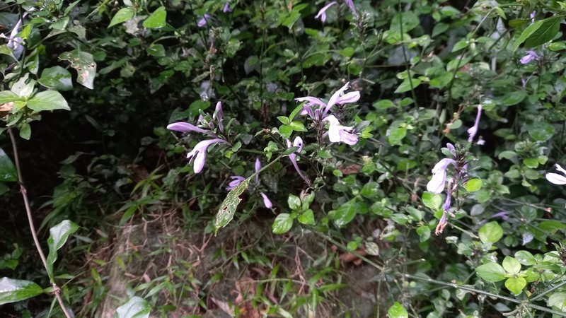 Isoglossa hypoestiflora photo 3
