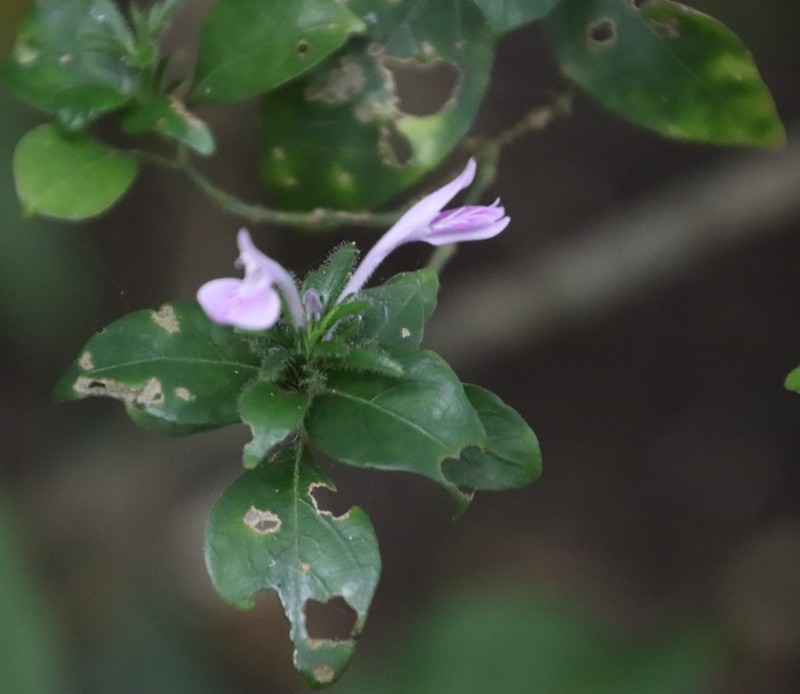 Isoglossa hypoestiflora photo 4