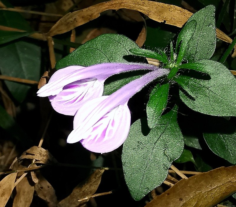 Isoglossa hypoestiflora photo 5