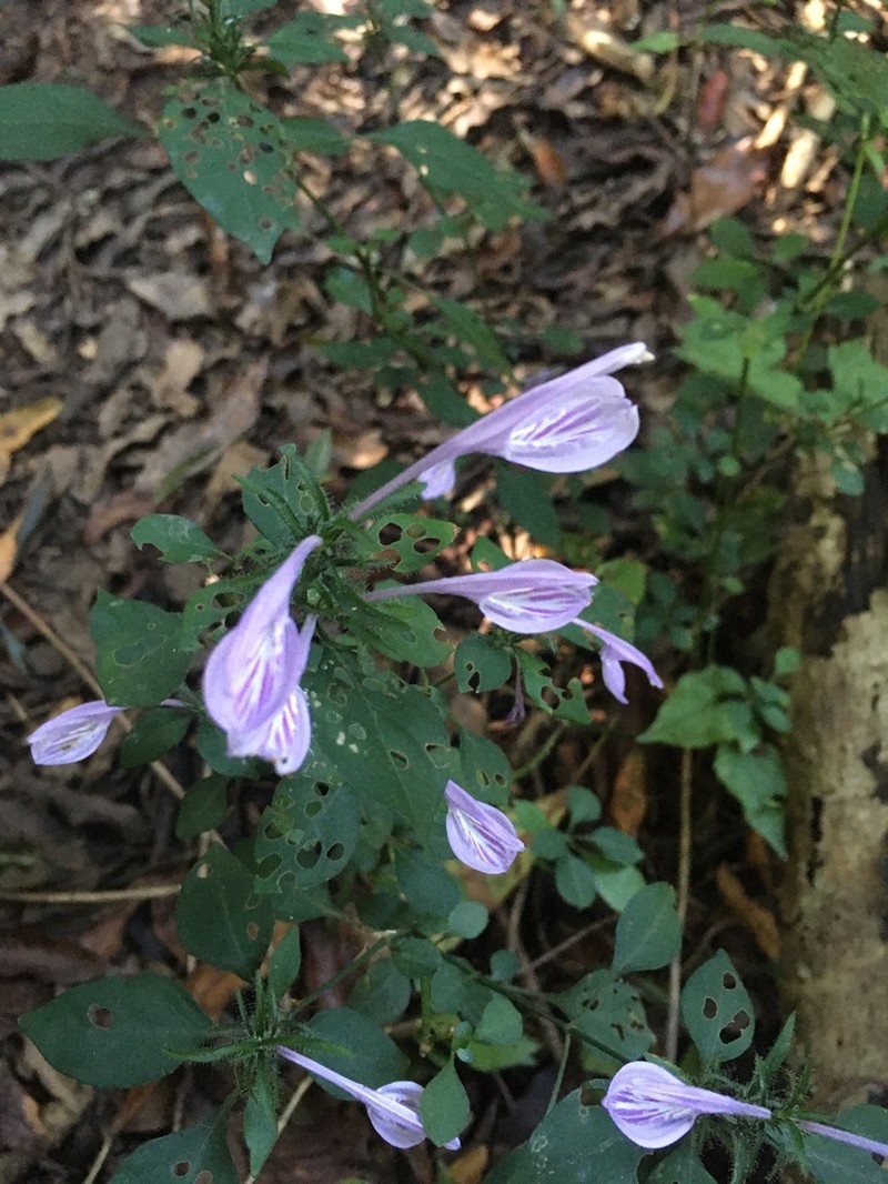 Isoglossa hypoestiflora photo 6