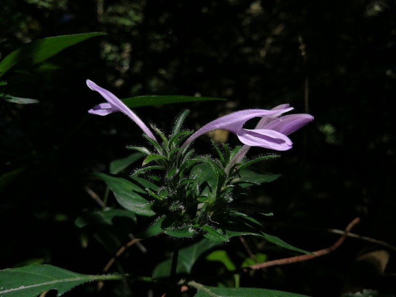 Isoglossa hypoestiflora photo 7