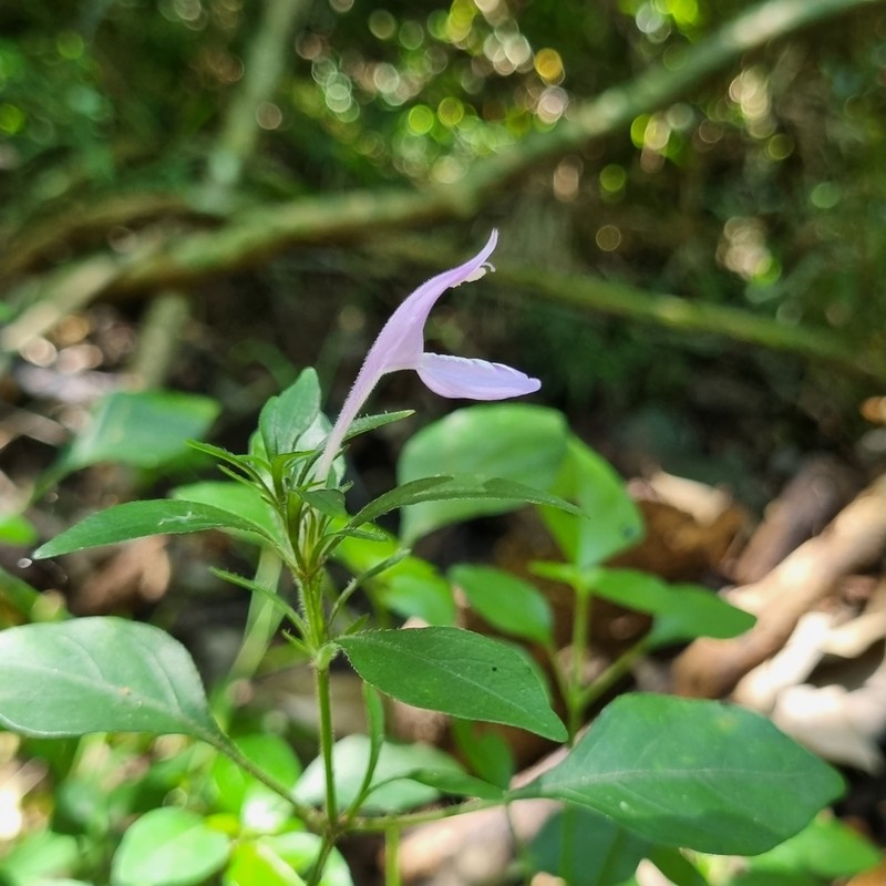Isoglossa hypoestiflora photo 8