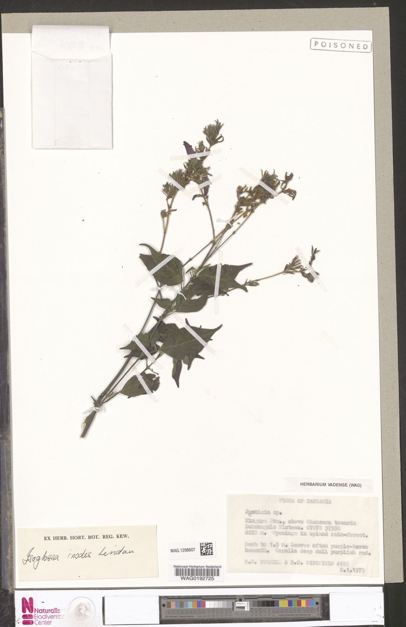 Isoglossa ixodes