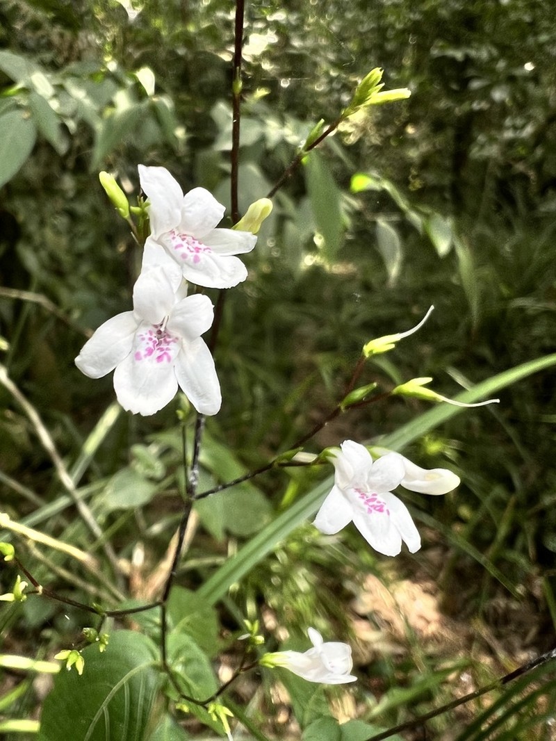 Isoglossa lactea
