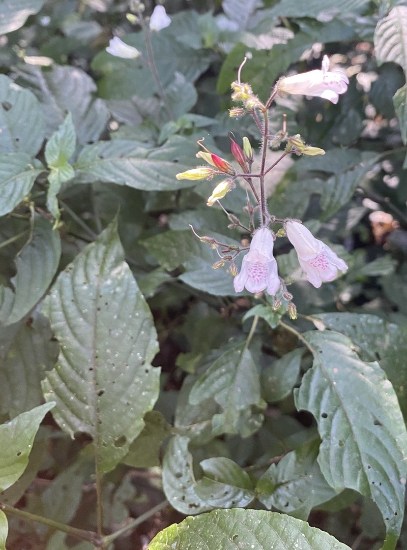 Isoglossa lactea photo 2