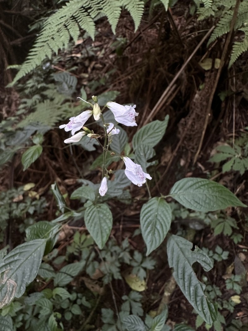 Isoglossa lactea photo 4