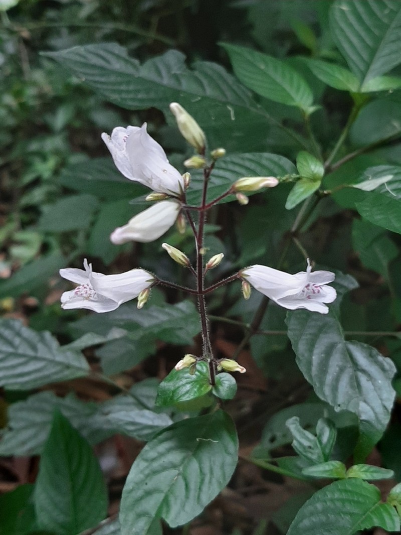 Isoglossa lactea photo 5