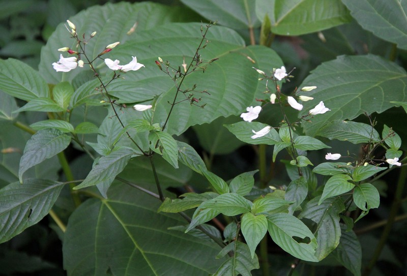 Isoglossa lactea photo 6