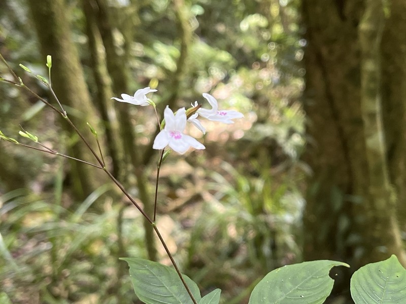 Isoglossa lactea photo 7
