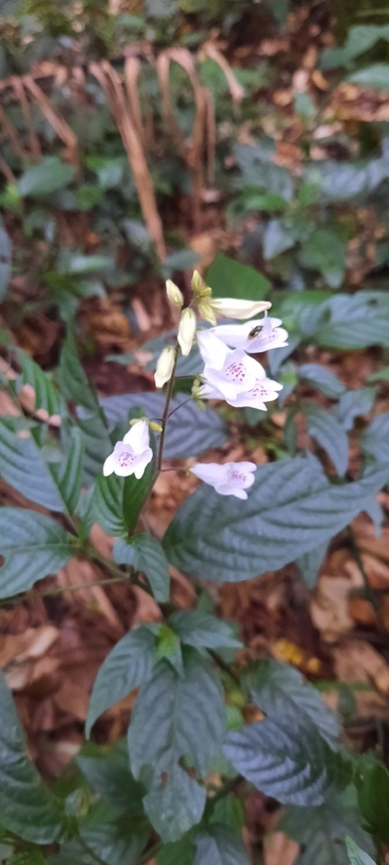Isoglossa lactea photo 8