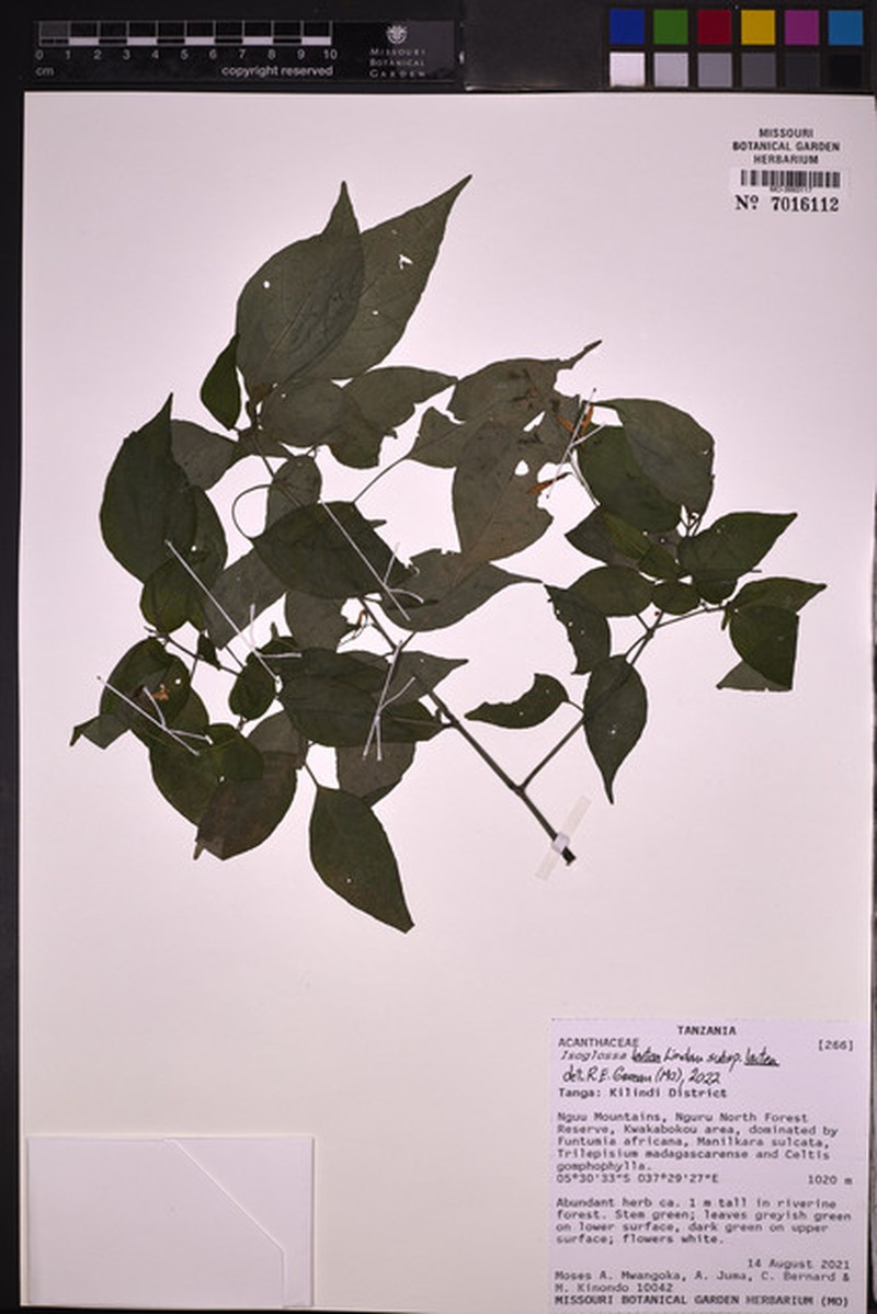 Isoglossa lactea subsp. lactea photo 2