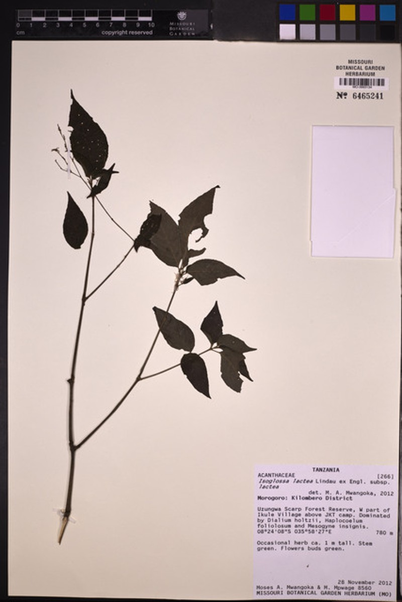 Isoglossa lactea subsp. lactea photo 3