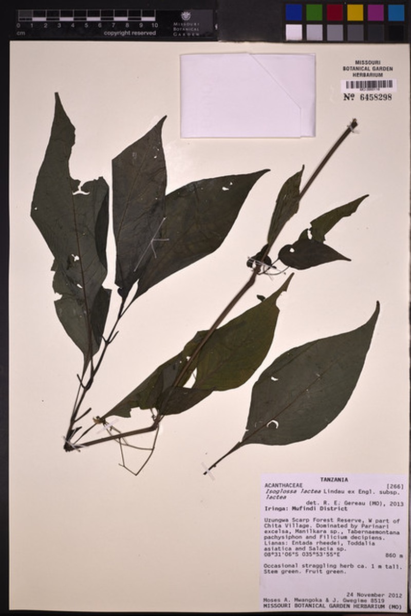 Isoglossa lactea subsp. lactea photo 4