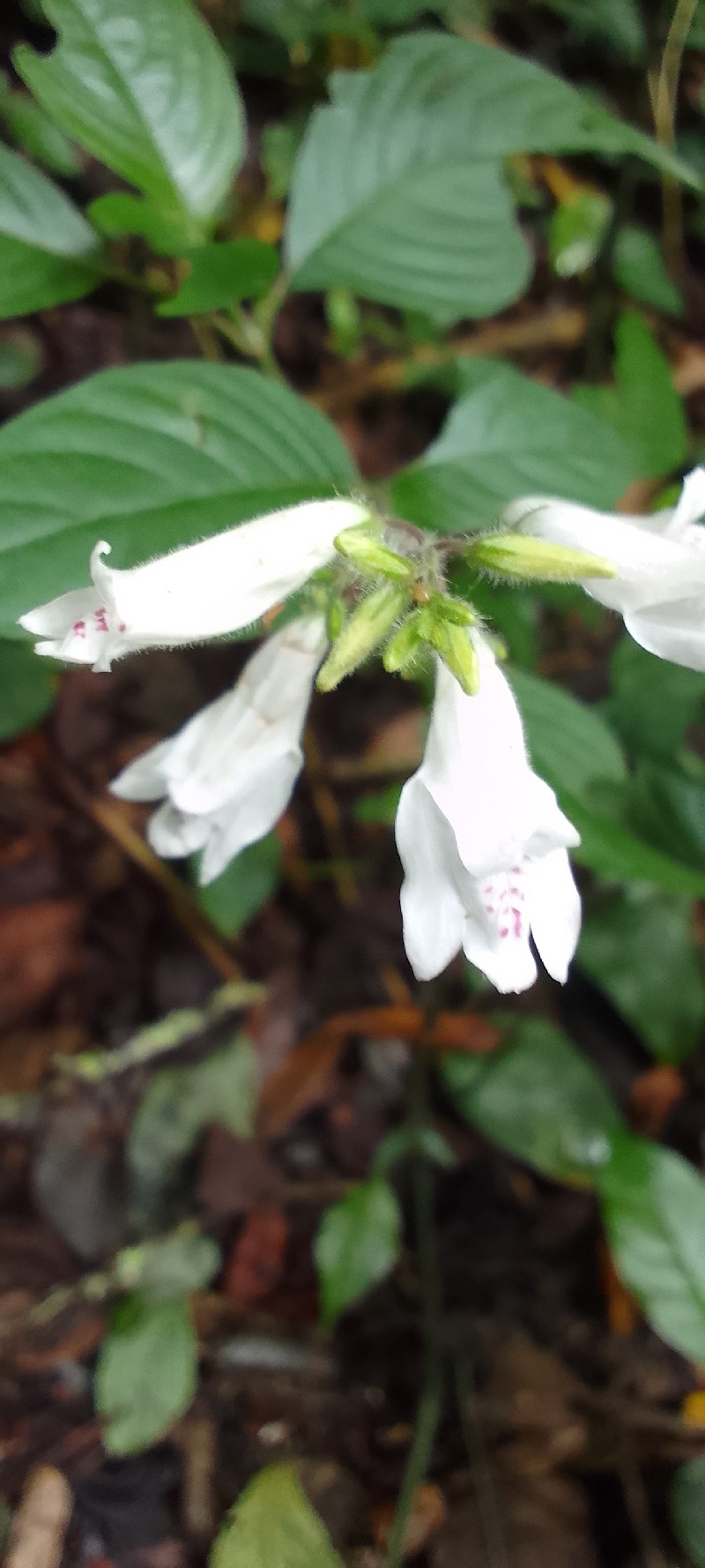 Isoglossa lactea subsp. saccata