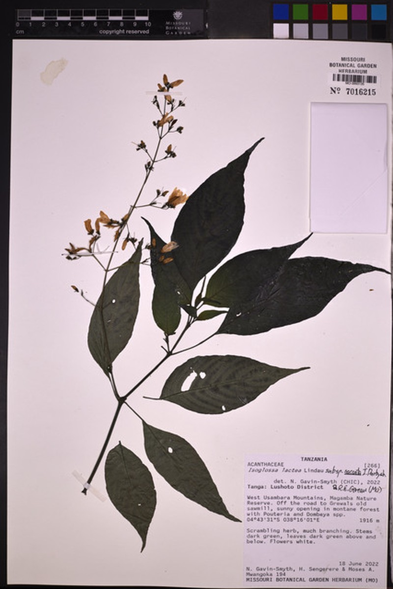 Isoglossa lactea subsp. saccata photo 4