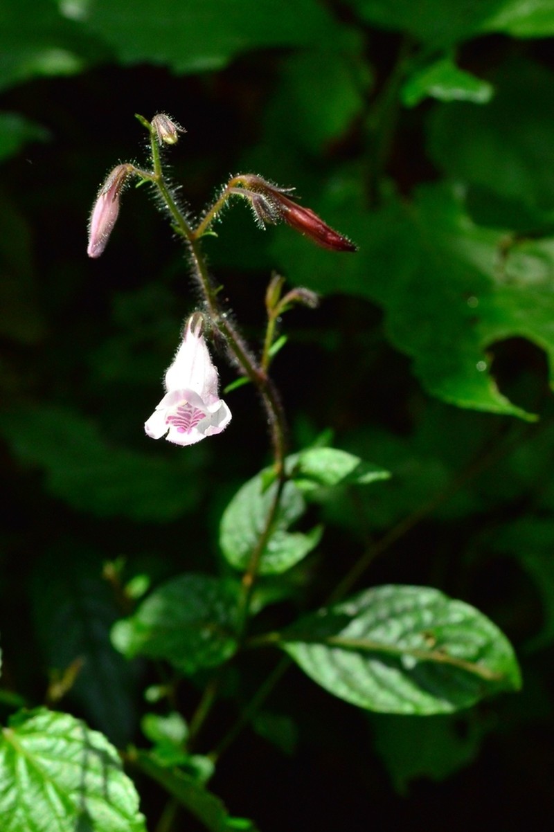 Isoglossa laxa photo 2