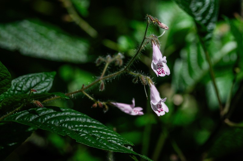 Isoglossa laxa photo 3