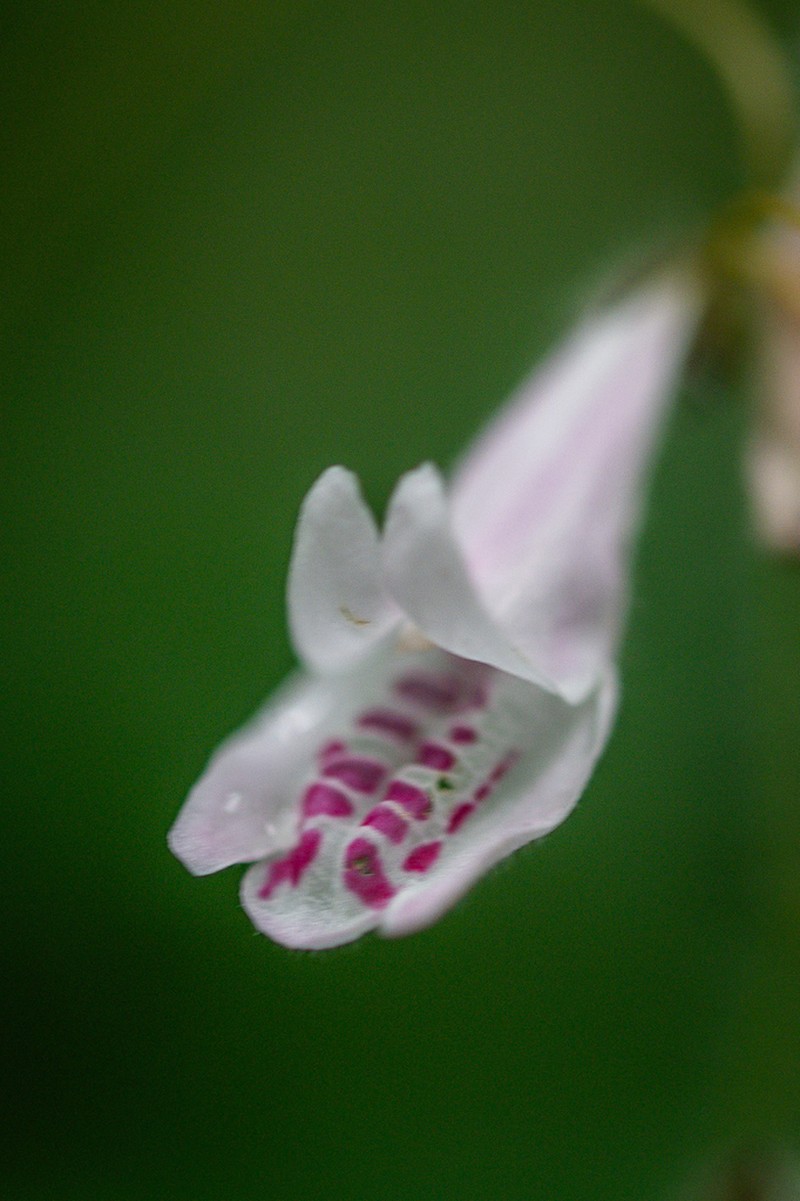 Isoglossa laxa photo 4