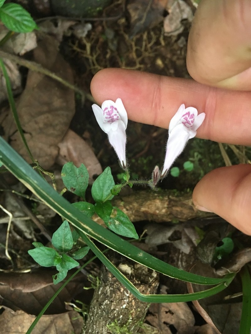 Isoglossa laxa photo 5
