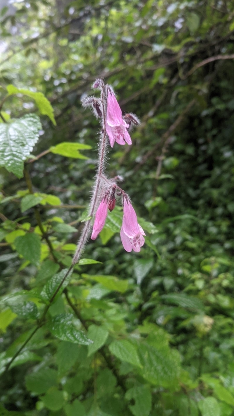 Isoglossa laxa photo 6