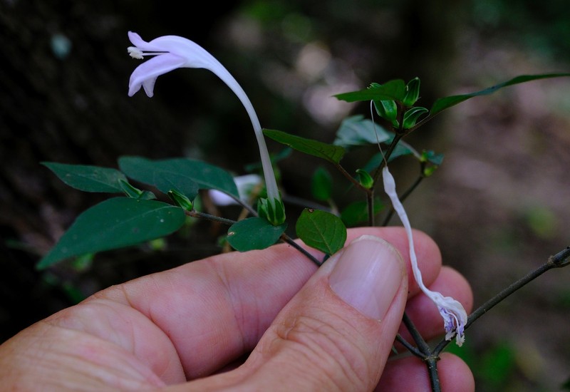 Isoglossa laxa photo 7