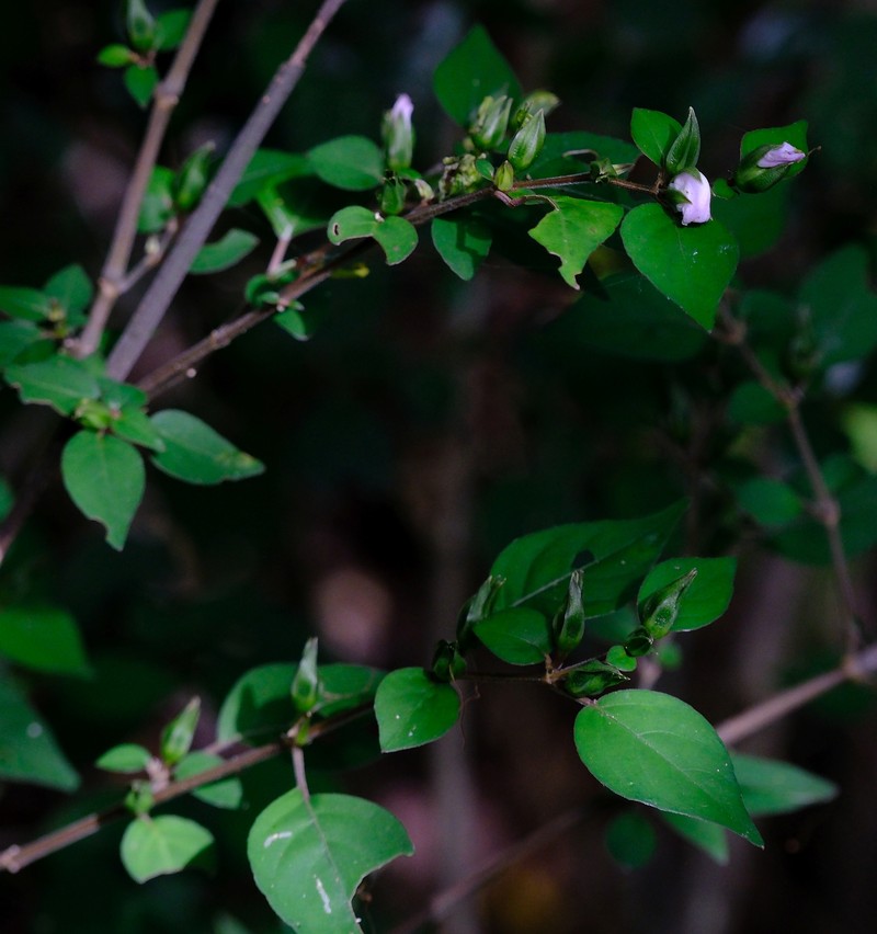 Isoglossa laxa photo 8