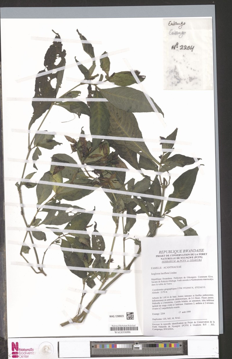 Isoglossa laxiflora