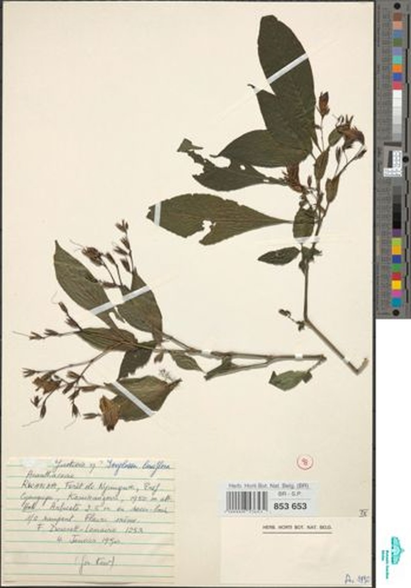Isoglossa laxiflora photo 2