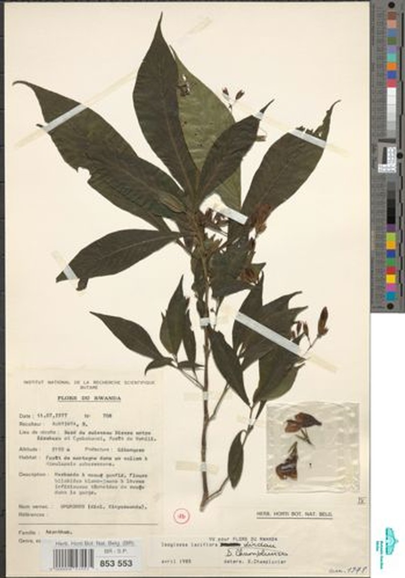 Isoglossa laxiflora photo 3