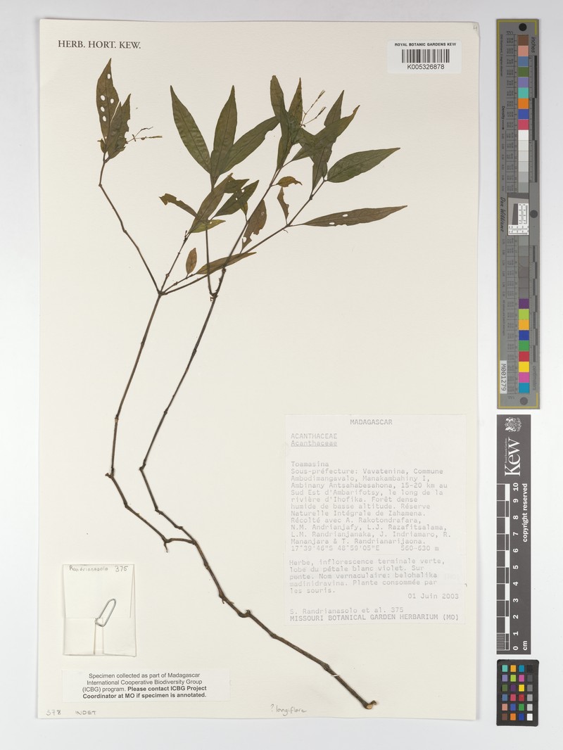 Isoglossa longiflora