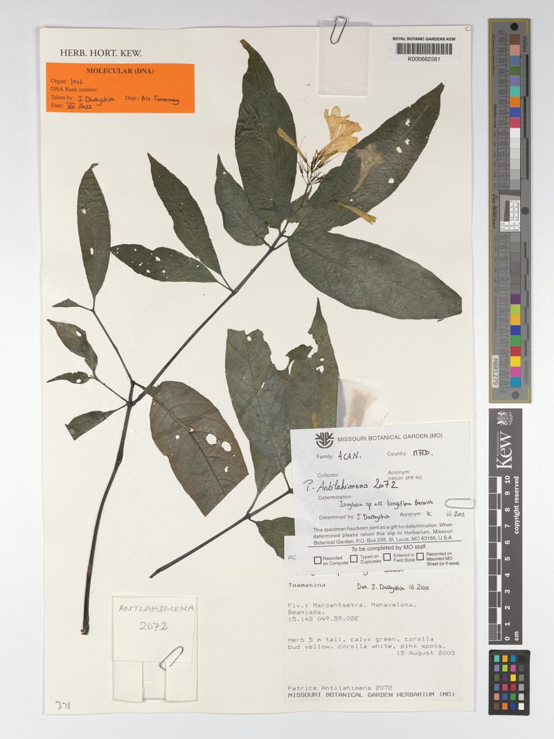 Isoglossa longiflora photo 2