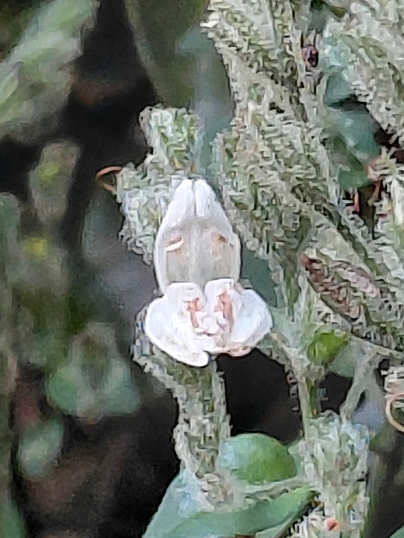 Isoglossa macowanii