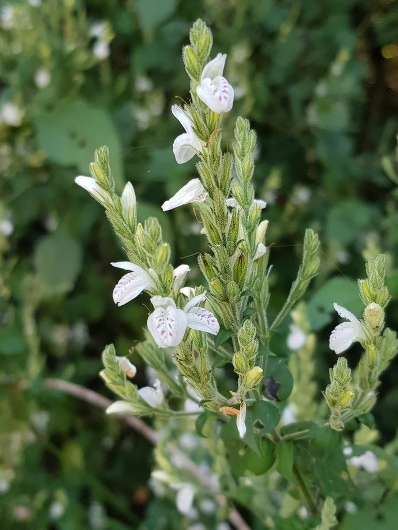 Isoglossa macowanii photo 3