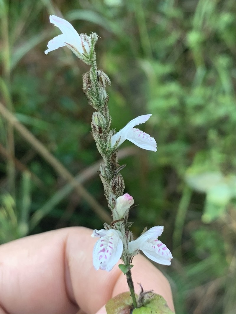 Isoglossa macowanii photo 4