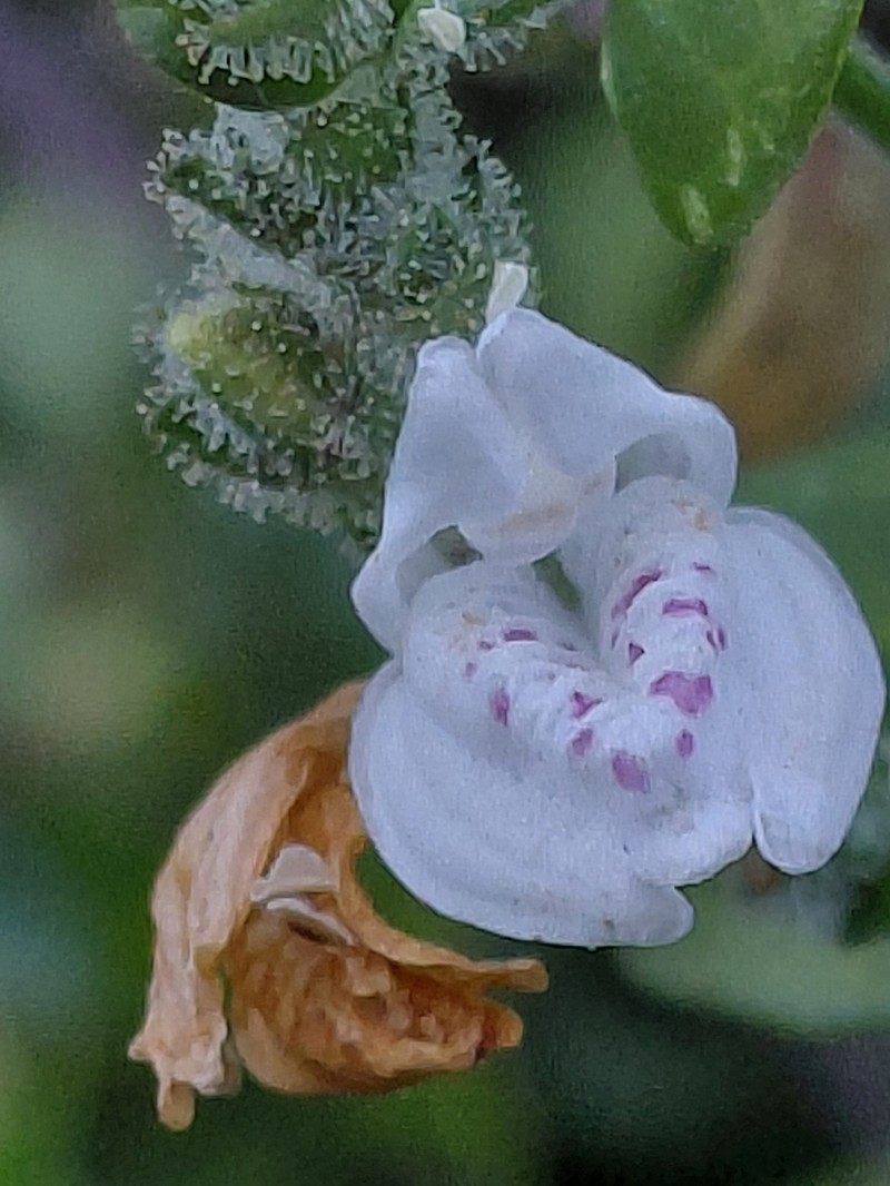 Isoglossa macowanii photo 6