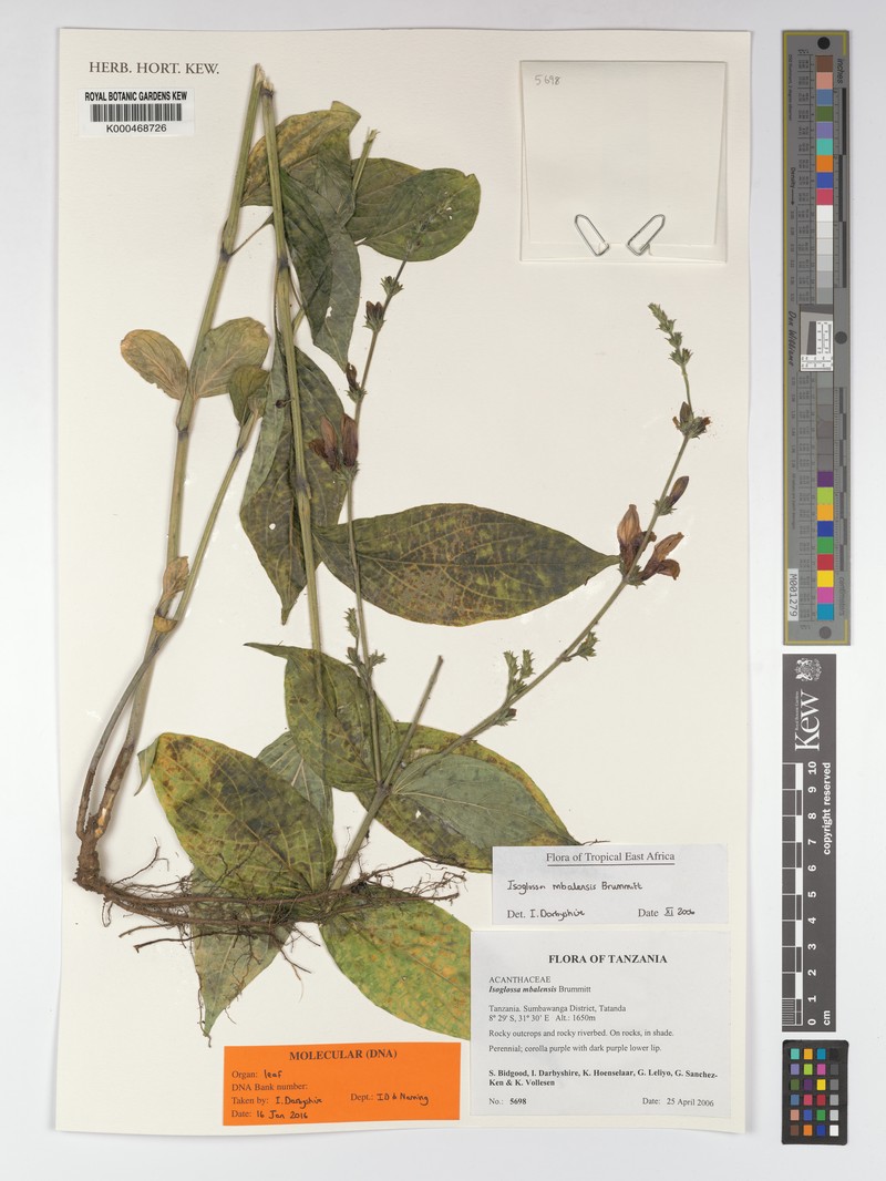 Isoglossa mbalensis