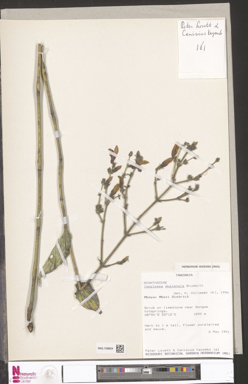 Isoglossa mbalensis photo 2