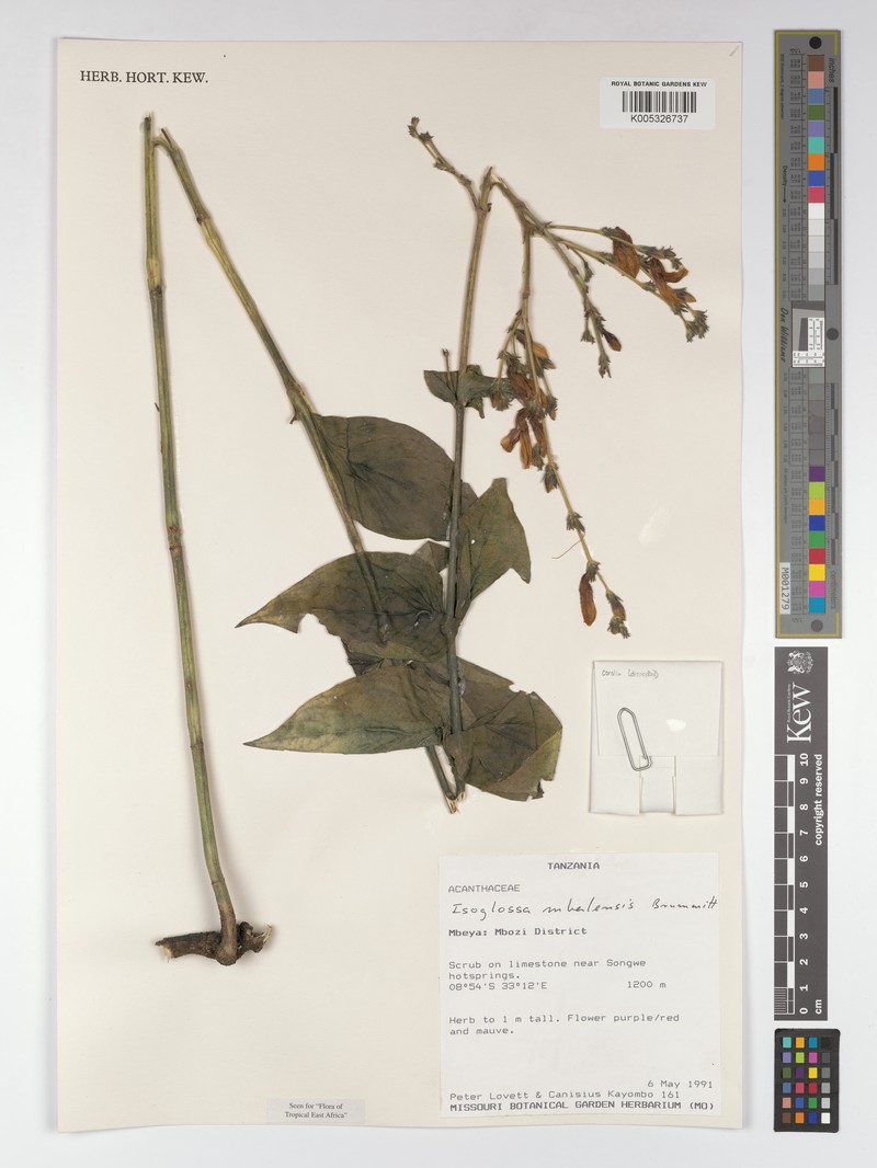 Isoglossa mbalensis photo 3