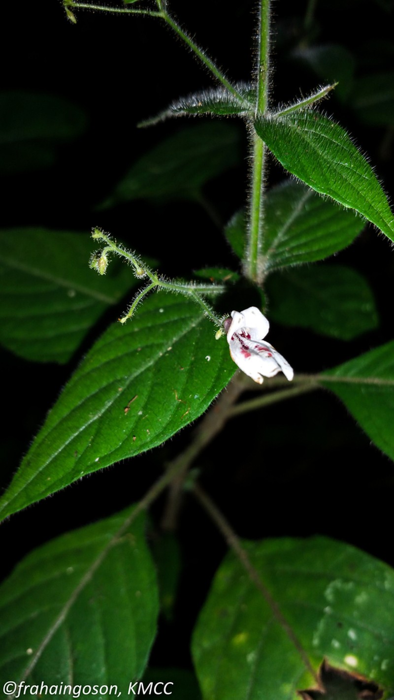 Isoglossa melleri