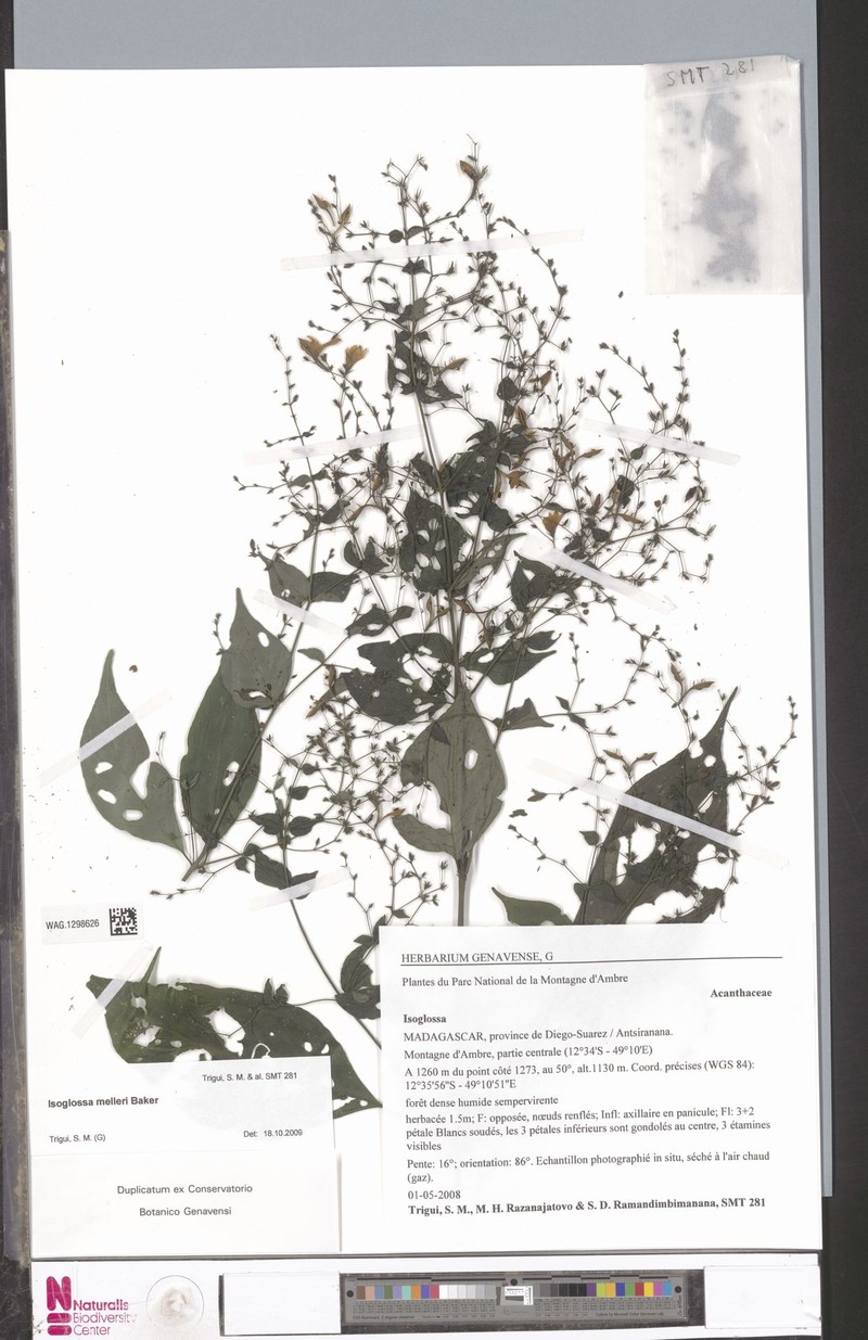 Isoglossa melleri photo 2