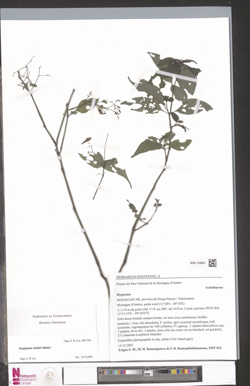 Isoglossa melleri photo 3