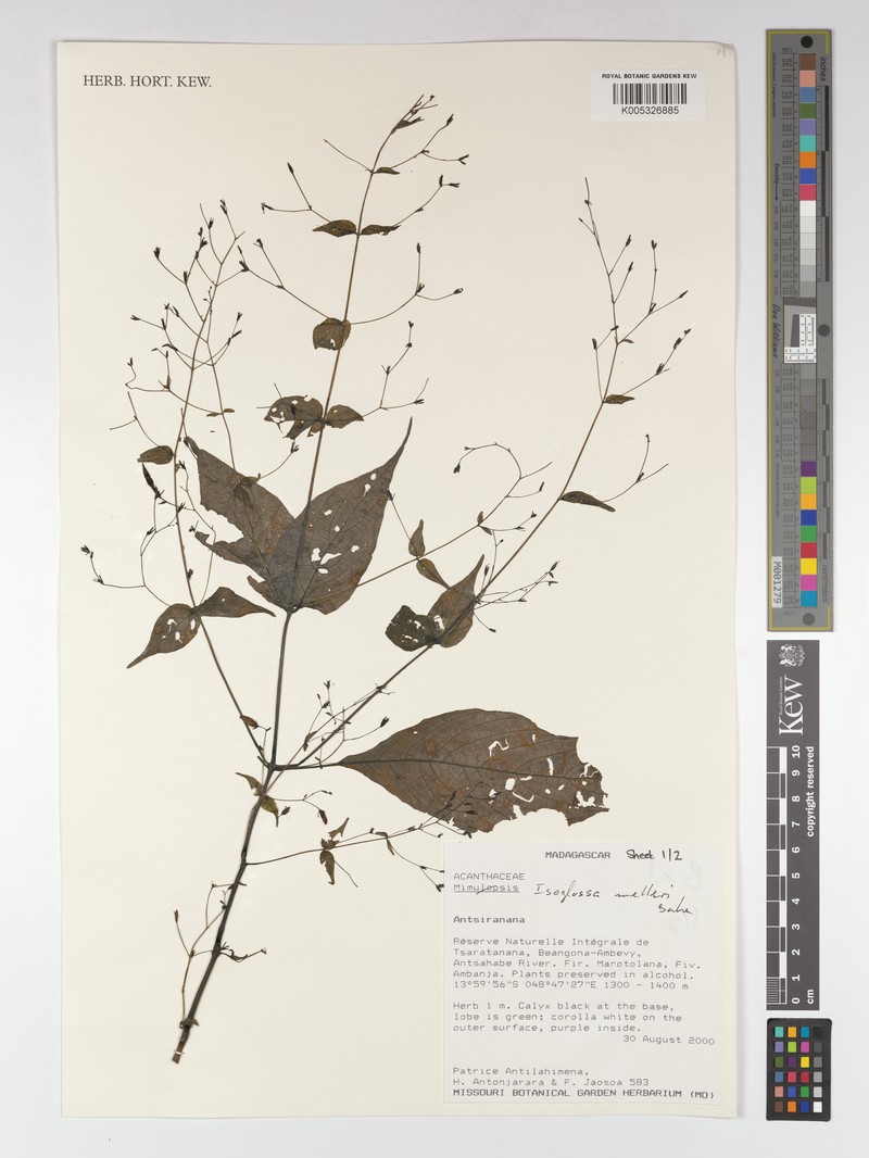 Isoglossa melleri photo 4