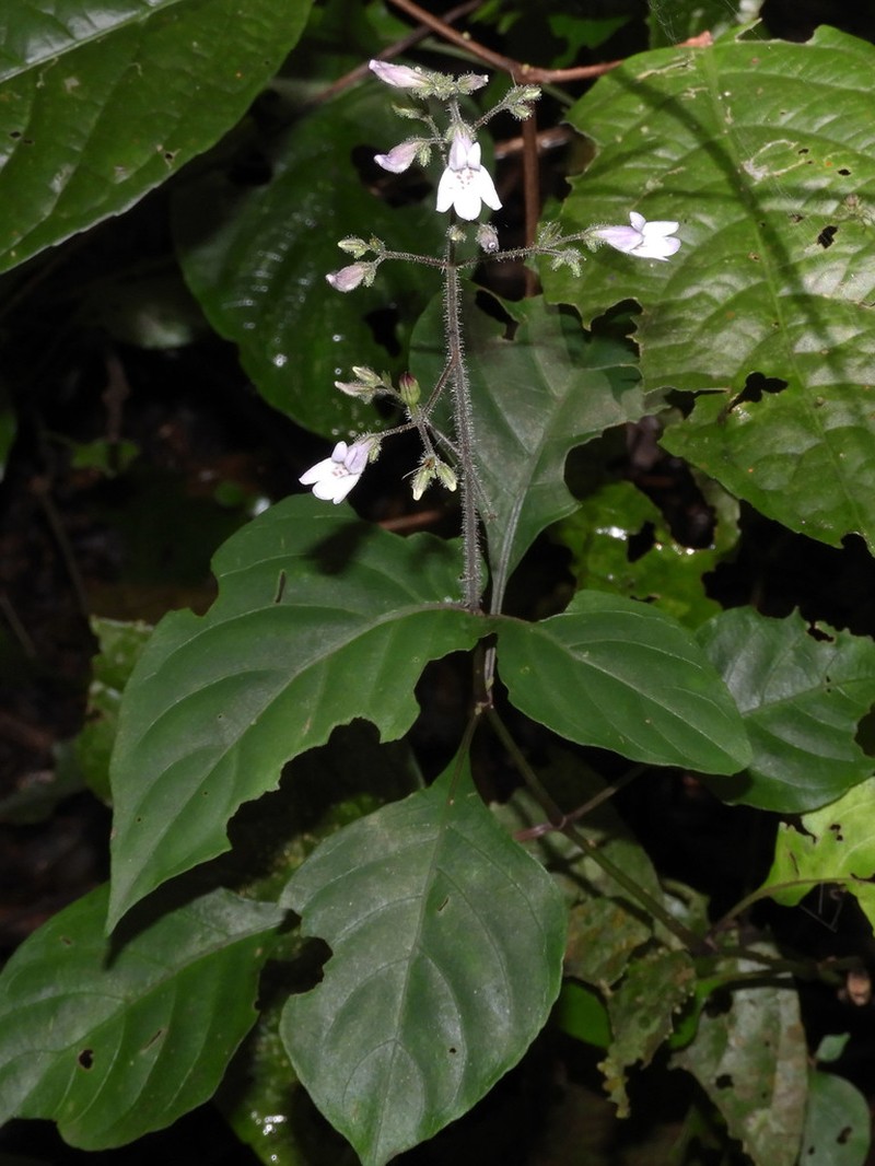 Isoglossa membranacea