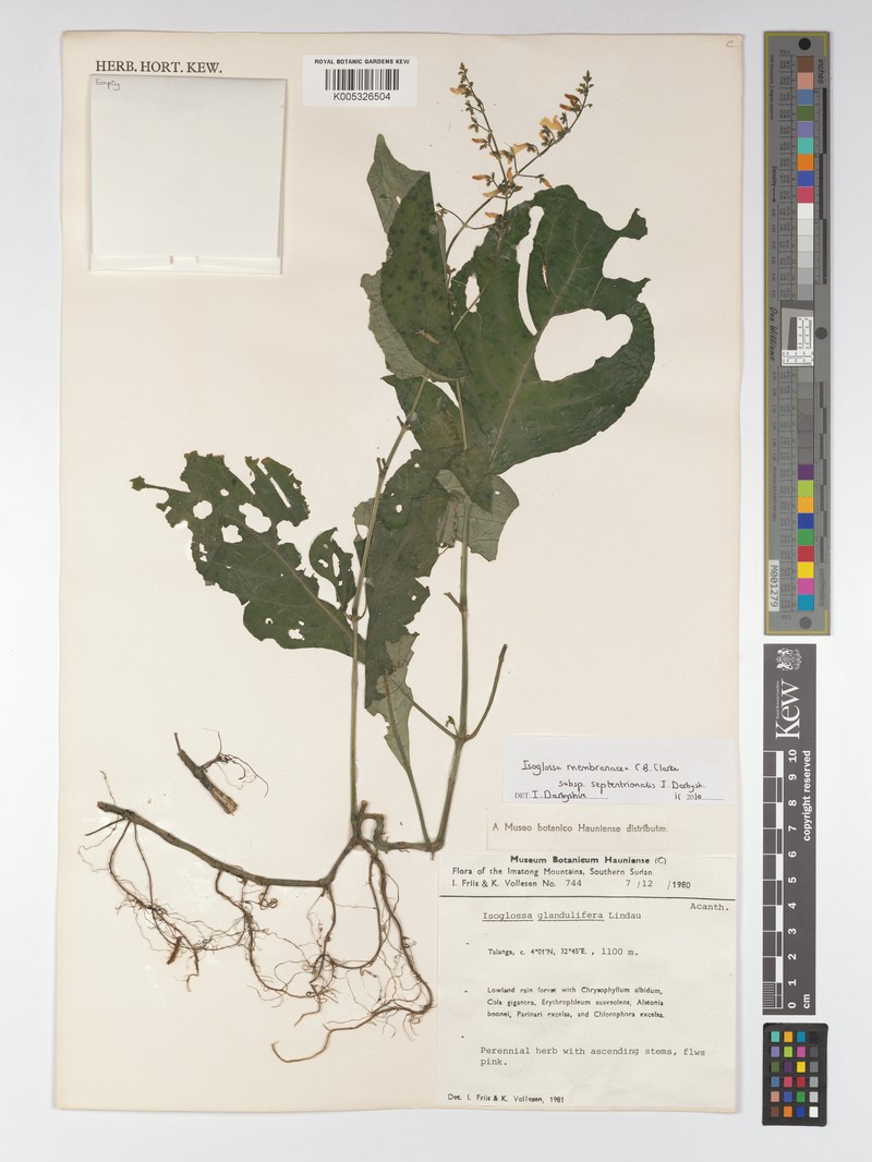 Isoglossa membranacea photo 4