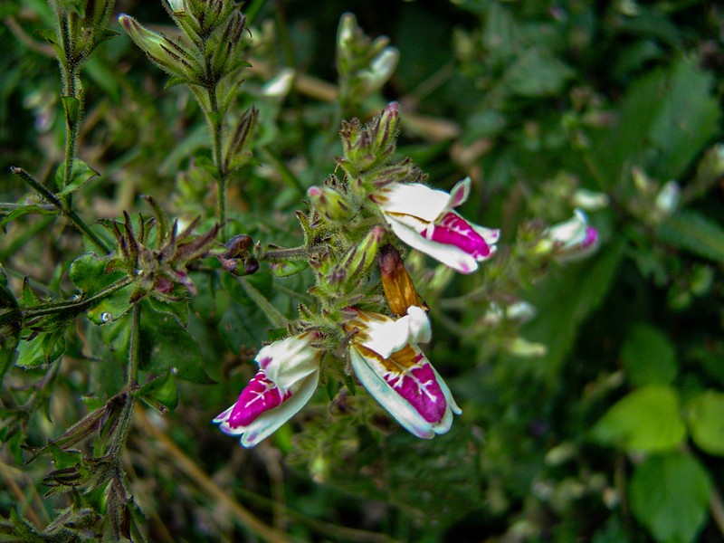 Isoglossa milanjiensis photo 2